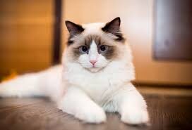 Ragdoll Kittens For You Announces Ongoing Availability of Healthy, Family-Raised Ragdoll Kittens in the Chicago Area