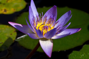 What Were the Lotus-Eaters Eating in Homer’s ‘Odyssey’?