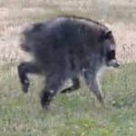 Meet Jimothy, the Seattle Raccoon Who Is Taking Over the Internet