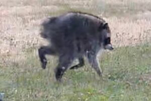 Meet Jimothy, the Seattle Raccoon Who Is Taking Over the Internet
