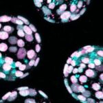 IVF embryos may thrive when grown with less oxygen