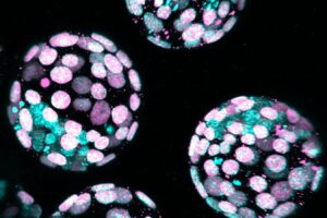 IVF embryos may thrive when grown with less oxygen
