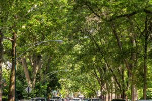 Climate: Saving Old Trees Might Save Lives