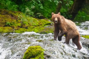 Trump Administration Moves to Allow Logging in Pristine National Forests