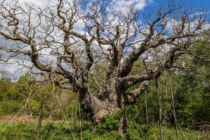 England’s Ancient Trees Are Dying in the Heat