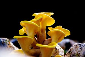 Are mushroom-growing kits seeding a biodiversity crisis across Europe?