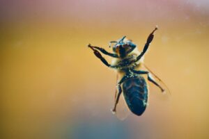 Are flies following a strategy when they keep hitting windows? Part 4