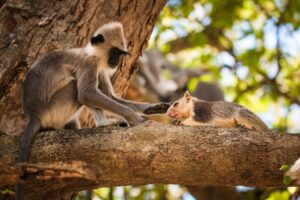 What primates tell us about the evolutionary origins of keeping pets