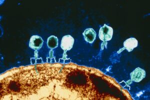 CRISPR-armed phages help treat severe superbug infection